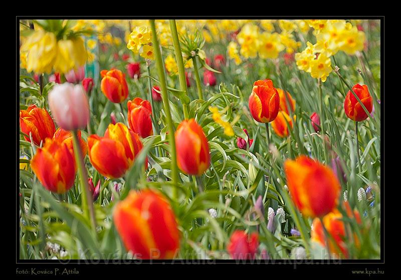 Keukenhof Hollandia 037.jpg